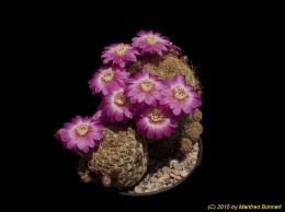 Sulcorebutia breviflora v. laui L314 2137